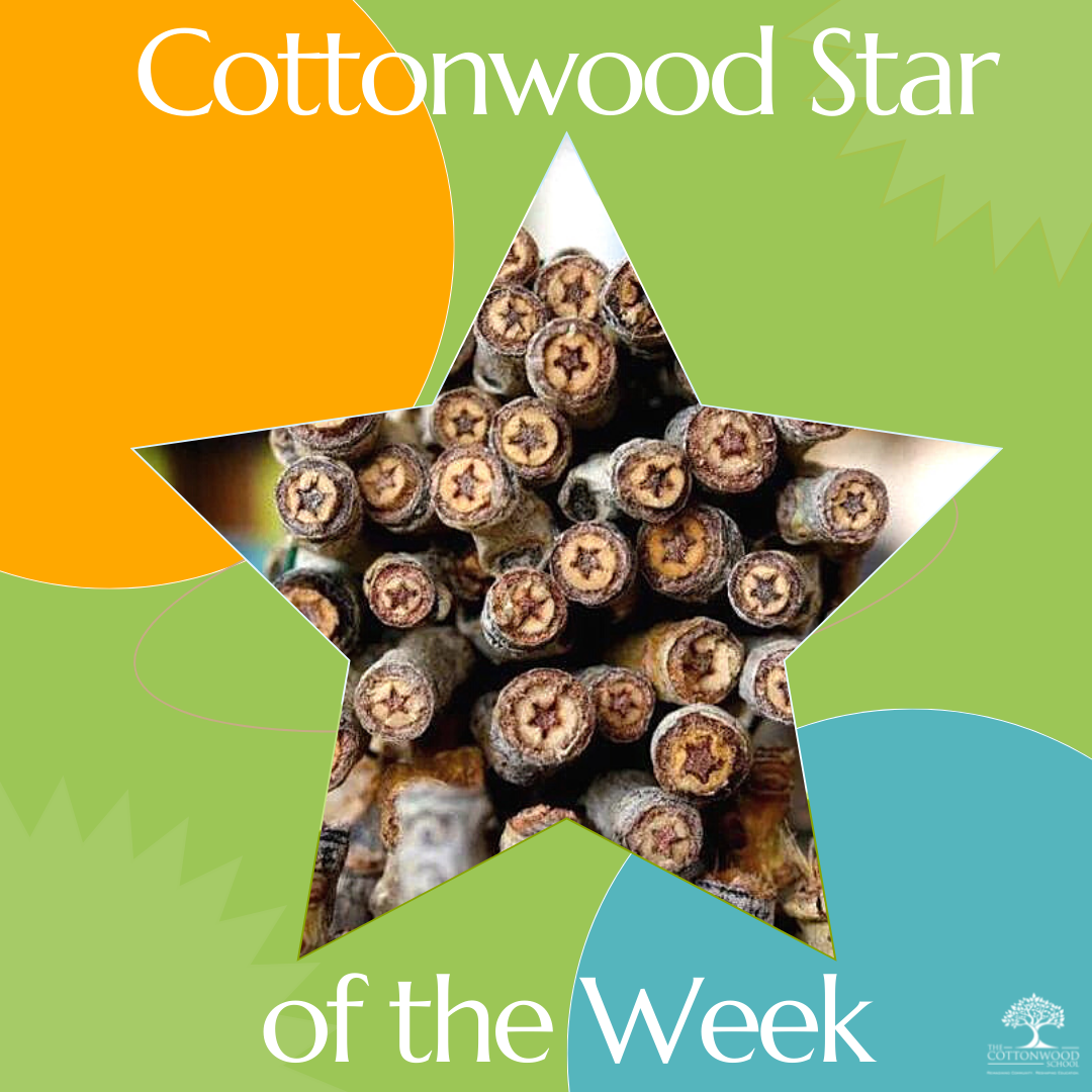 Cottonwood star