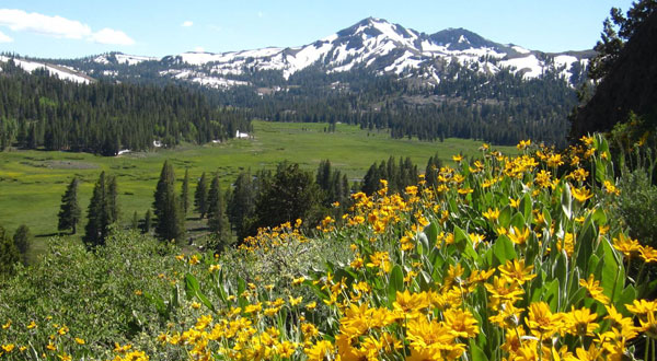 photo from Alpine County of yellow flowers and a field with mountains in the distance